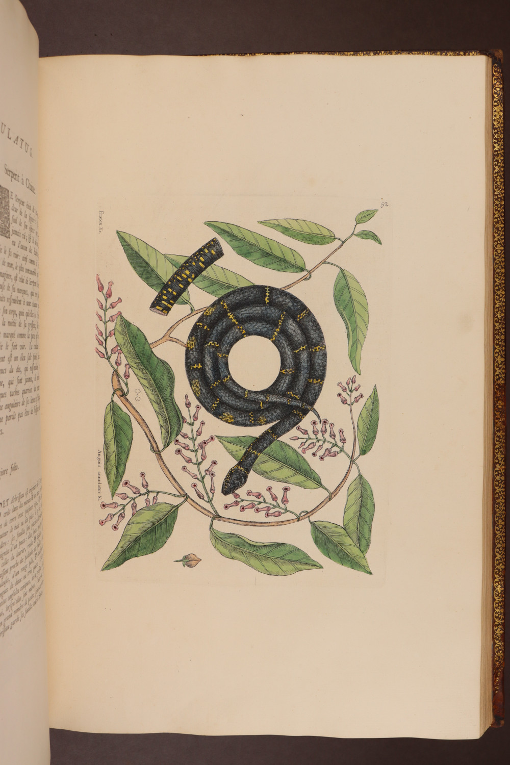 Plate 52